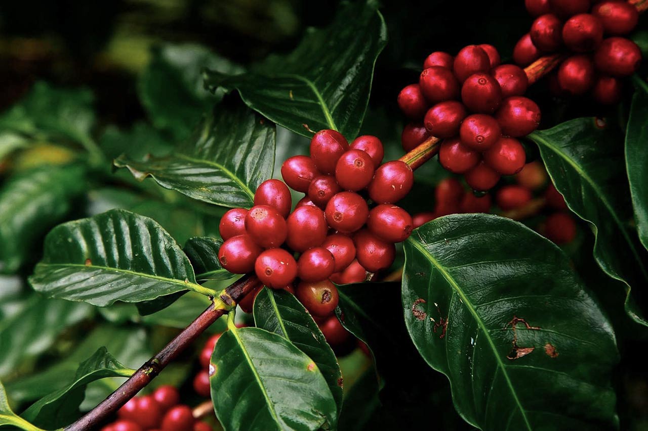 Ripe coffee cherries on the branch — At Origin single-origin specialty coffee, Toronto